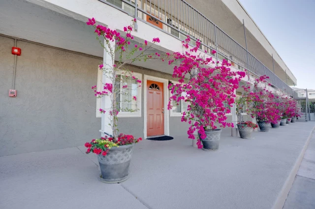 Recover Palm Springs