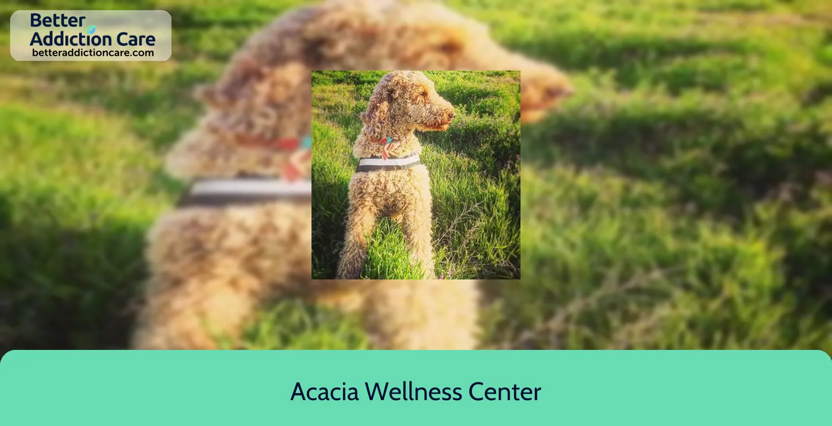 Acacia Wellness Center 217 West Georgia 1 Acacia Wellness Center 217 West Georgia 1